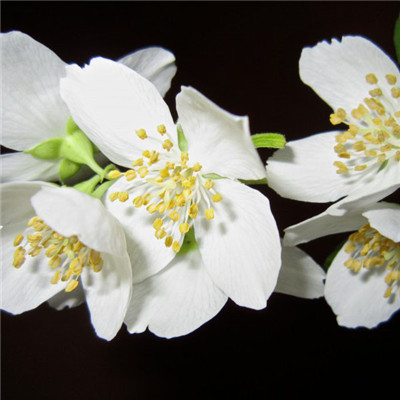 唯美花朵头像，洁白如雪优雅的茉莉花图片