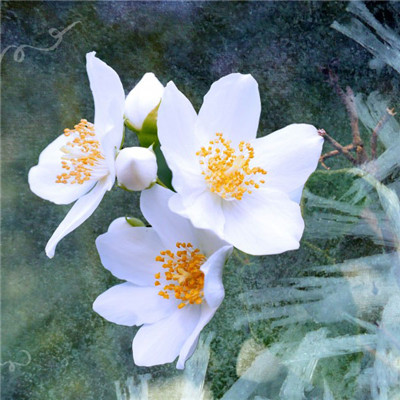 唯美花朵头像，洁白如雪优雅的茉莉花图片