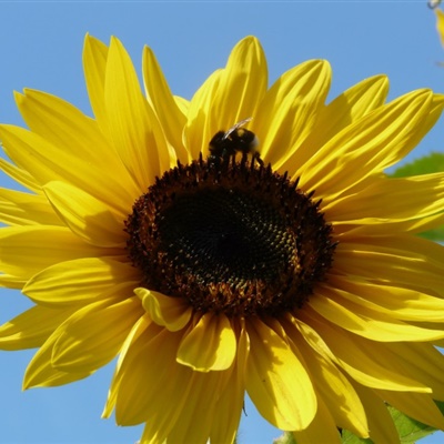 微信头像向日葵花，金色耀眼的向日葵图片