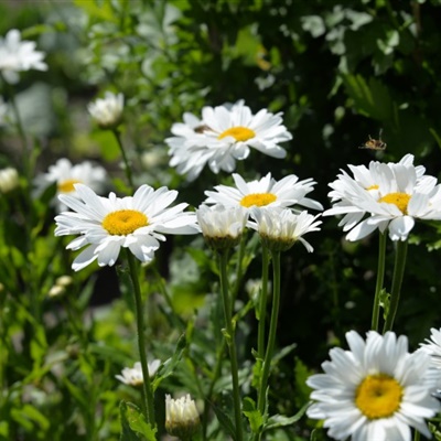 白色小花头像，好看的白色的雏菊花做头像心情不错的
