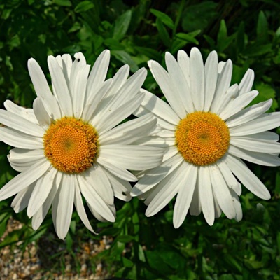 白色小花头像，好看的白色的雏菊花做头像心情不错的