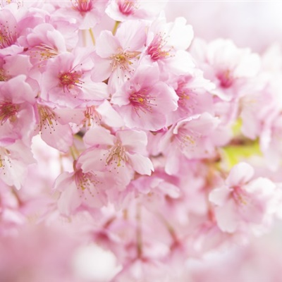 樱花头像，唯美好看的樱花QQ微信头像图片