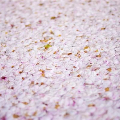 樱花头像，唯美好看的樱花QQ微信头像图片