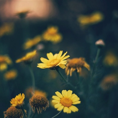 花朵风景头像图片，小清新的花朵给你带来好运气
