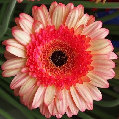 微信头像最好看的花，各种颜色的非洲菊图片