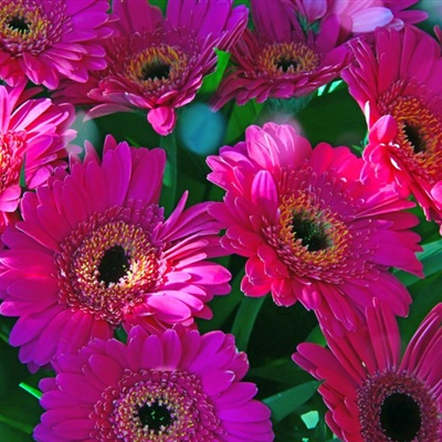 微信头像最好看的花，各种颜色的非洲菊图片