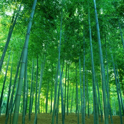 竹林头像，竹林风景微信头像图片