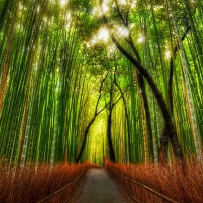 竹林头像，竹林风景微信头像图片