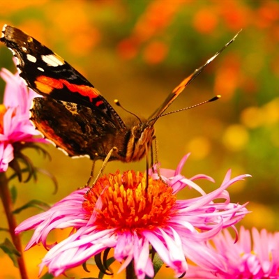 花朵上采花蜜的蝴蝶微信头像图片