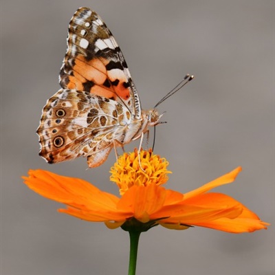 花朵上采花蜜的蝴蝶微信头像图片
