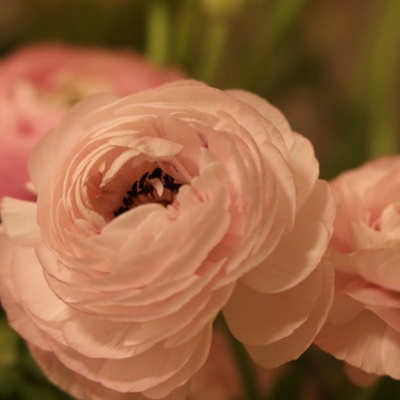 好看花微信头像 漂亮盛开的花毛茛图片