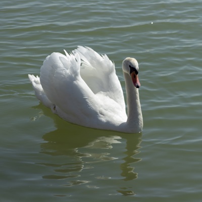 白色天鹅头像 水面上的白色天鹅图片