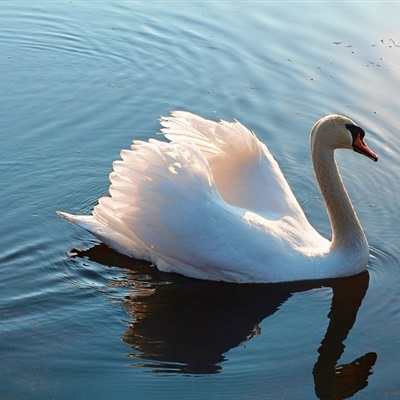 白色天鹅头像 水面上的白色天鹅图片