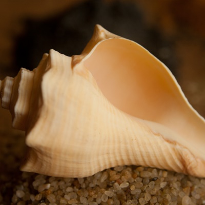 形状各异的海螺头像图片，用一个海螺做微信头像也不错