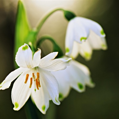 白色花朵微信头像 洁白的雪花莲特写图片