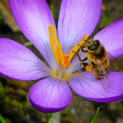 好看的微信头像 花朵上采蜜的蜜蜂图片