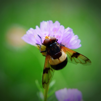 好看的微信头像 花朵上采蜜的蜜蜂图片