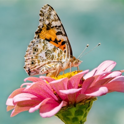唯美蝴蝶头像 勤劳采花粉的蝴蝶图片