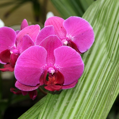 粉色花朵头像：芬芳吐艳的蝴蝶兰花图片