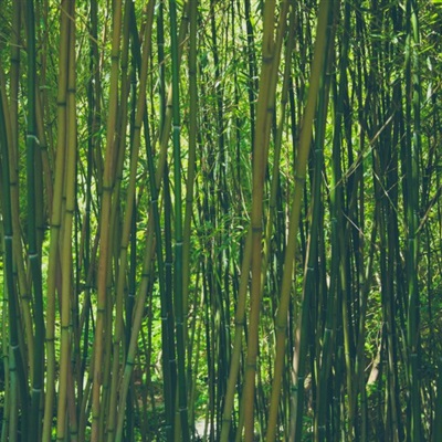 吉利竹子微信头像 青翠挺拔的竹子头像图片唯美图片