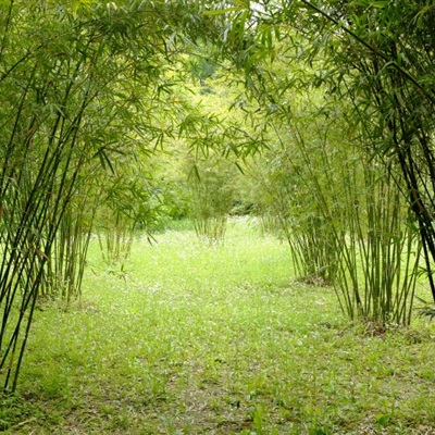 吉利竹子微信头像 青翠挺拔的竹子头像图片唯美图片