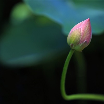 个性好看唯美清新的荷花微信头像图片