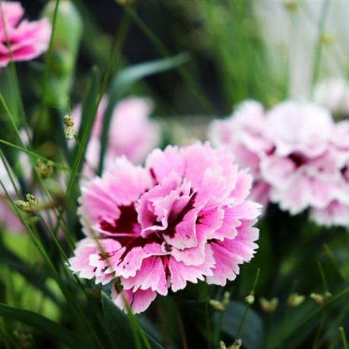 色彩鲜艳的康乃馨花朵微信头像图片