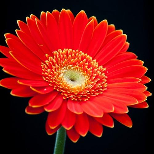 漂亮花朵艳丽的非洲菊花朵微信头像图片