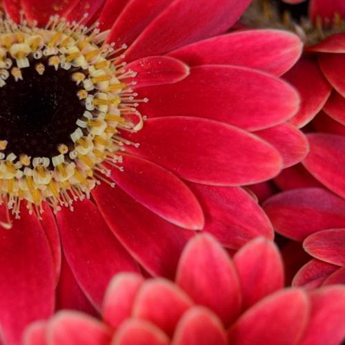 漂亮花朵艳丽的非洲菊花朵微信头像图片