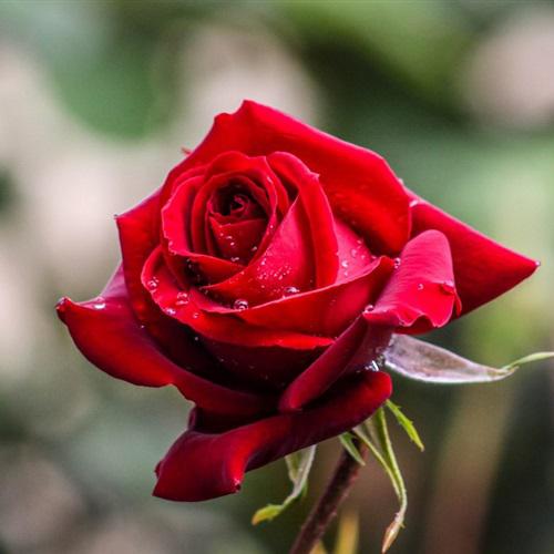 适合做头像的玫瑰花图片，一朵朵红色的玫瑰微信头像高清图片