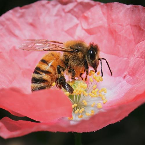 好看微信头像，蜜蜂与花高清微距图片
