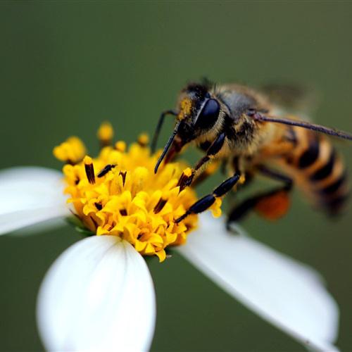 好看微信头像，蜜蜂与花高清微距图片