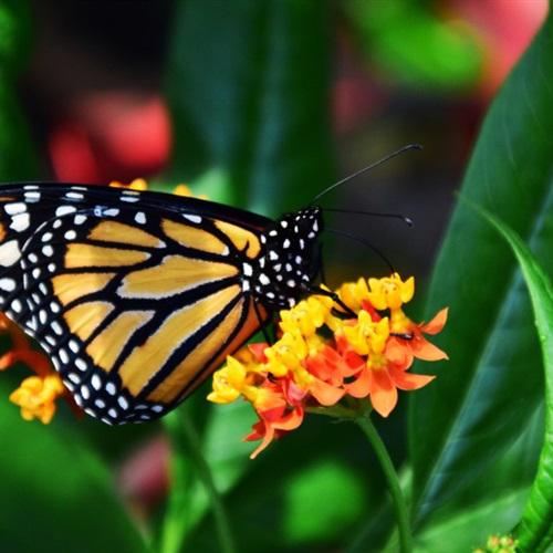 唯美蝴蝶头像，美丽的帝王蝴蝶太美了