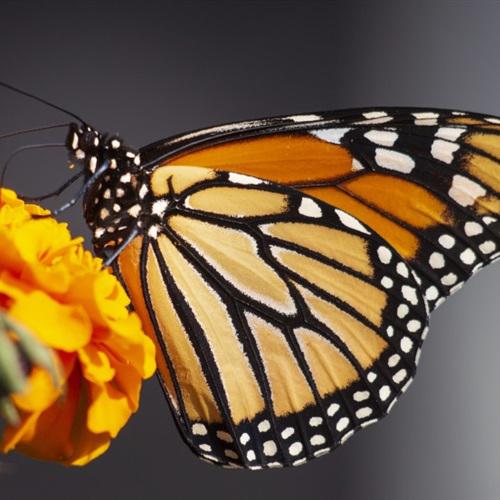 唯美蝴蝶头像，美丽的帝王蝴蝶太美了