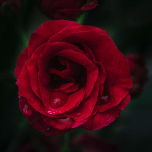 红玫瑰头像，玫瑰是美的,但更美的是它包含的香味