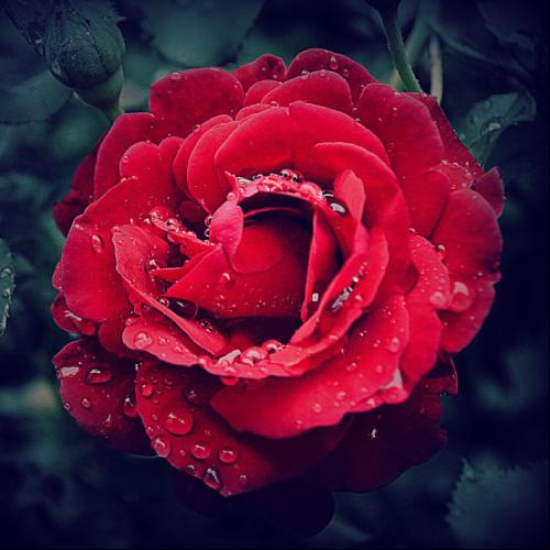 红玫瑰头像，玫瑰是美的,但更美的是它包含的香味