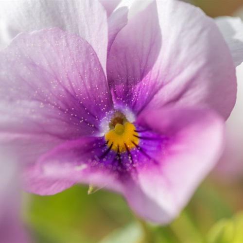 好看的花朵微信头像 温婉多情的三色堇花也很美丽