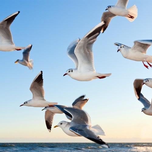展翅飞翔的海鸥送给喜欢用海鸥做头像的人
