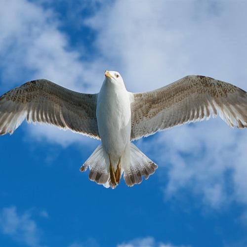展翅飞翔的海鸥送给喜欢用海鸥做头像的人