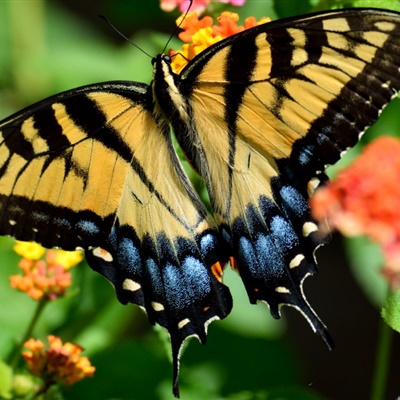 绿带翠凤蝶微信头像，十大最美的蝴蝶图片