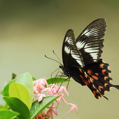 绿带翠凤蝶微信头像，十大最美的蝴蝶图片