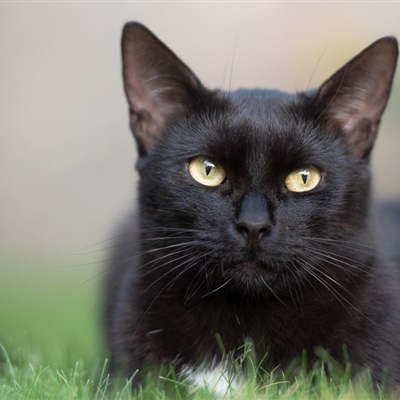 2021个性黑色猫咪头像图片微信头像大全
