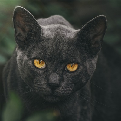 2021个性黑色猫咪头像图片微信头像大全