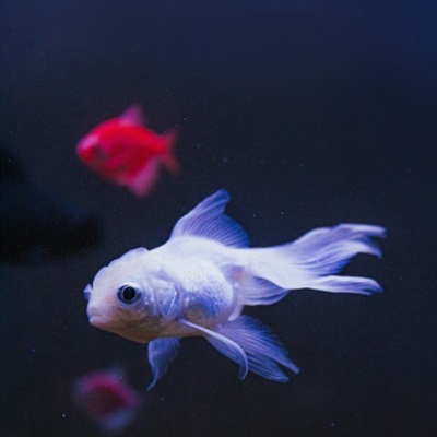 可爱的小金鱼QQ微信通用头像图片