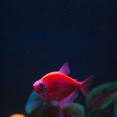 可爱的小金鱼QQ微信通用头像图片