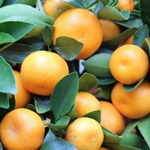 橘子微信头像 橘子树上结满了橘子