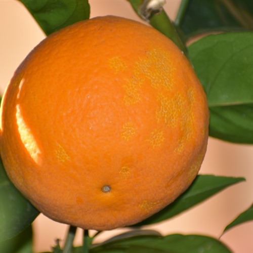 橘子微信头像 橘子树上结满了橘子