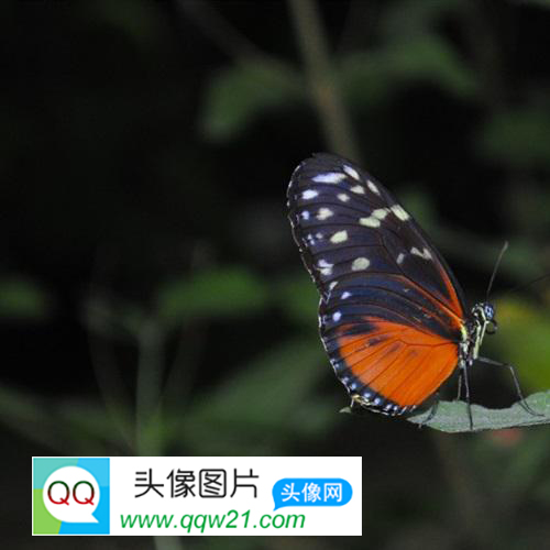 漂亮的花间精灵蝴蝶QQ微信头像图片