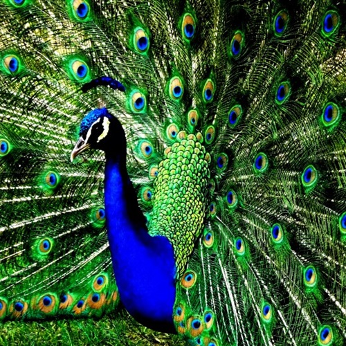 孔雀头像，最美羽毛颜色漂亮的孔雀图片