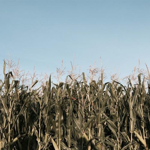 广阔的绿色玉米田绿色清新为主题的微信头像图片
